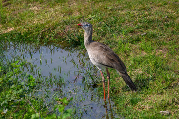 Red-legged seriema standing in the field in front of the puddle