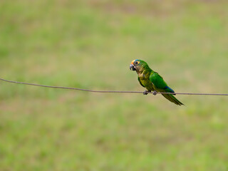 Peach fronted Parakeet or Peach fronted Conure  perched on wire fence against blurred green background