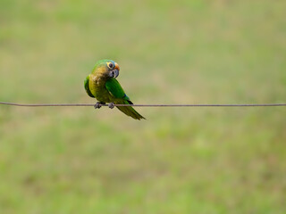 Peach fronted Parakeet or Peach fronted Conure  perched on wire fence against blurred green background