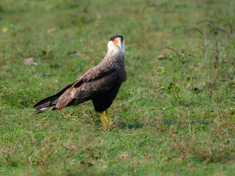 Crested Caracara standing on the field, portrait