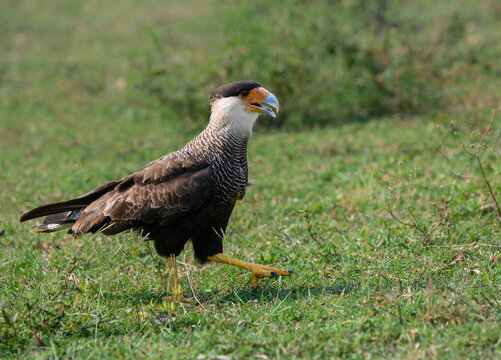Crested Caracara walking on the field, portrait