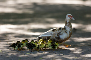A goose with goslings crosses the road in the park
