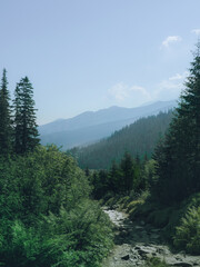 forest in the mountains