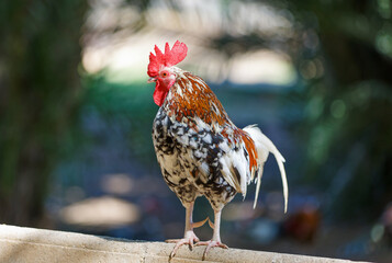 Colorful rooster in the park walks in the park close-up