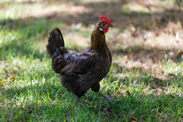 Colorful rooster in the park walks in the park close-up
