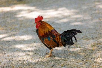 Colorful rooster in the park walks in the park close-up