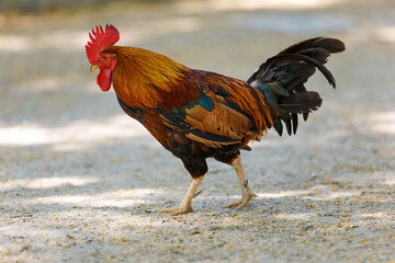 Colorful rooster in the park walks in the park close-up