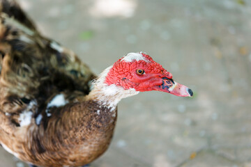 Multicolored goose walks in the park, close-up