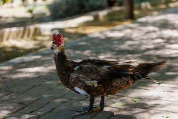 Multicolored goose walks in the park, close-up