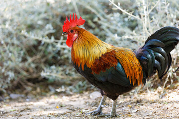 Colorful rooster in the park walks in the park close-up