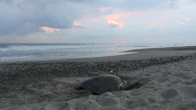 Closeup of a Sea turtle repacking its nest on a sandy beach at sunset