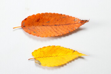 秋イメージ　紅葉した葉っぱ