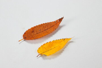 秋イメージ　紅葉した葉っぱ