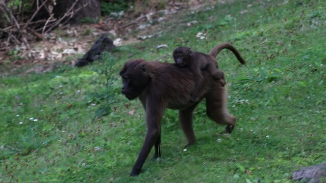 The gelada (Theropithecus gelada) monkeys, a female carrying a young one on her back.