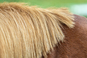 Blonde mane of a brown horse.