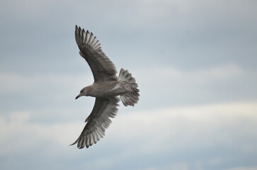 Seagul in flight