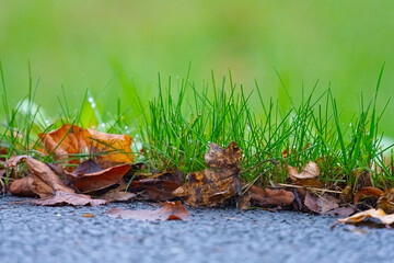 Green grass and brown leaves on the side of a road.