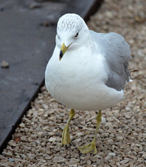 close up of a seagull