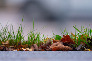 Green grass and brown leaves on the side of a road.