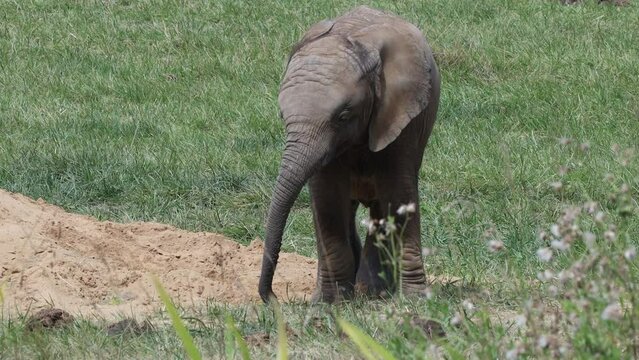 African elephant (Loxodonta africana), baby elephant.