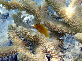 Underwater serenity in to the Red sea with Citron Coralgoby fish - (Gobiodon citrinus)