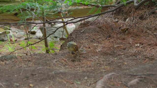 Eastern chipmunk (Tamias striatus) cleaning itself