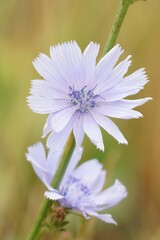 Cichorium intybus blue mediterranean wildflower growing in a garden