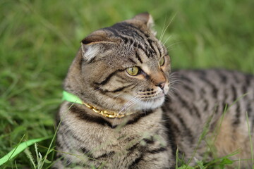 Obraz premium cat