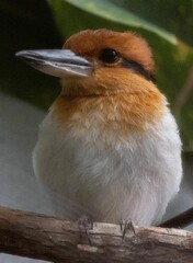 Vertical shot of a Guam kingfisher (Todiramphus cinnamominus) perched on a branch - obrazy, fototapety, plakaty