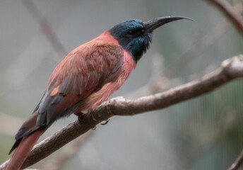 Closeup of a northern carmine bee-eater (Merops nubicus) perched on a branch