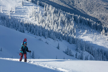 An active female freerider with a sbowboard hikes on a winter trail between the snow-covered spruce in a backcountry alpine mountain terrain