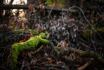 Green moss on think wooden stick in the forest, leaves on the background.