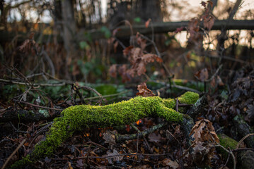 Green moss on think wooden stick in the forest, leaves on the background.