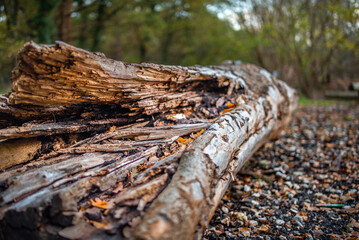 Cracked tree fallen in the forest on autumn background.