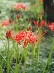 Red spider lilies, cluster amaryllises. 