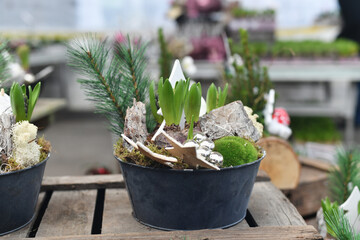 The christmas composition with hyacinths in a pot