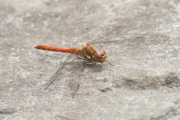Closeup of a Sympetrum striolatum darter dragonfly