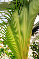 Beautiful tropical forest, leaves, green background, closeup. Exotic plant