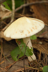 Amanita mushroom with dried leaves and pine needles on the ground in the forest. Amanita fungus in the woods.