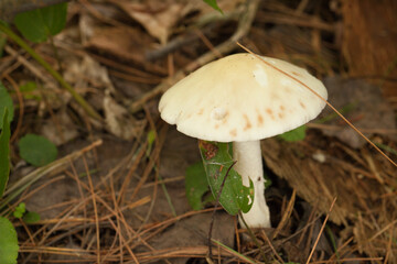 Amanita mushroom with dried leaves and pine needles on the ground in the forest. Amanita fungus in the woods.
