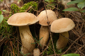 Boletus edulis porcini mushrooms with dried leaves and pine needles on the ground. Wild Penny Bun mushroom in the woods.