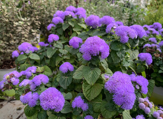Flowering ornamental plant Bluemink (lat.- Ageratum houstonianum)