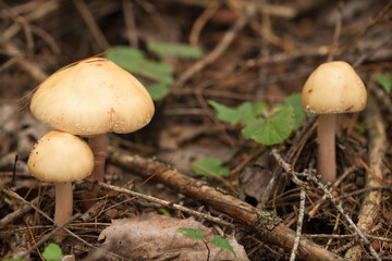 Amanita mushrooms with dried leaves and pine needles on the ground in the forest. Amanita fungus in the woods.