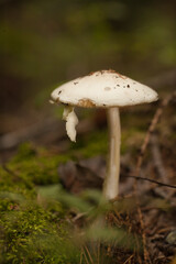 Amanita mushroom with dried leaves and pine needles on the ground in the forest. Amanita fungus in the woods.