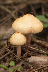 Amanita mushrooms with dried leaves and pine needles on the ground in the forest. Amanita fungus in the woods.