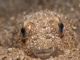 Yellow spotted puffer fish from the island of Cyprus 