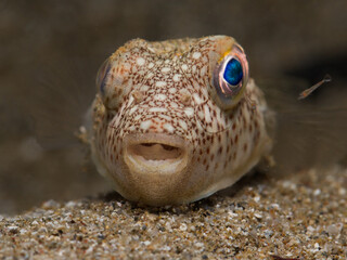 Yellow spotted puffer fish from the island of Cyprus  © Sakis Lazarides