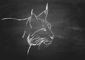 a lynx hand drawn with chalk on a blackboard. Isolated vector graphic © jr-art