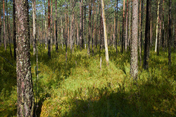 summer forest with pine and other plants