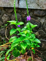 Horse whip is one of the wild plants that live in Indonesia. The name horse whip is the local name of this plant in Indonesia.